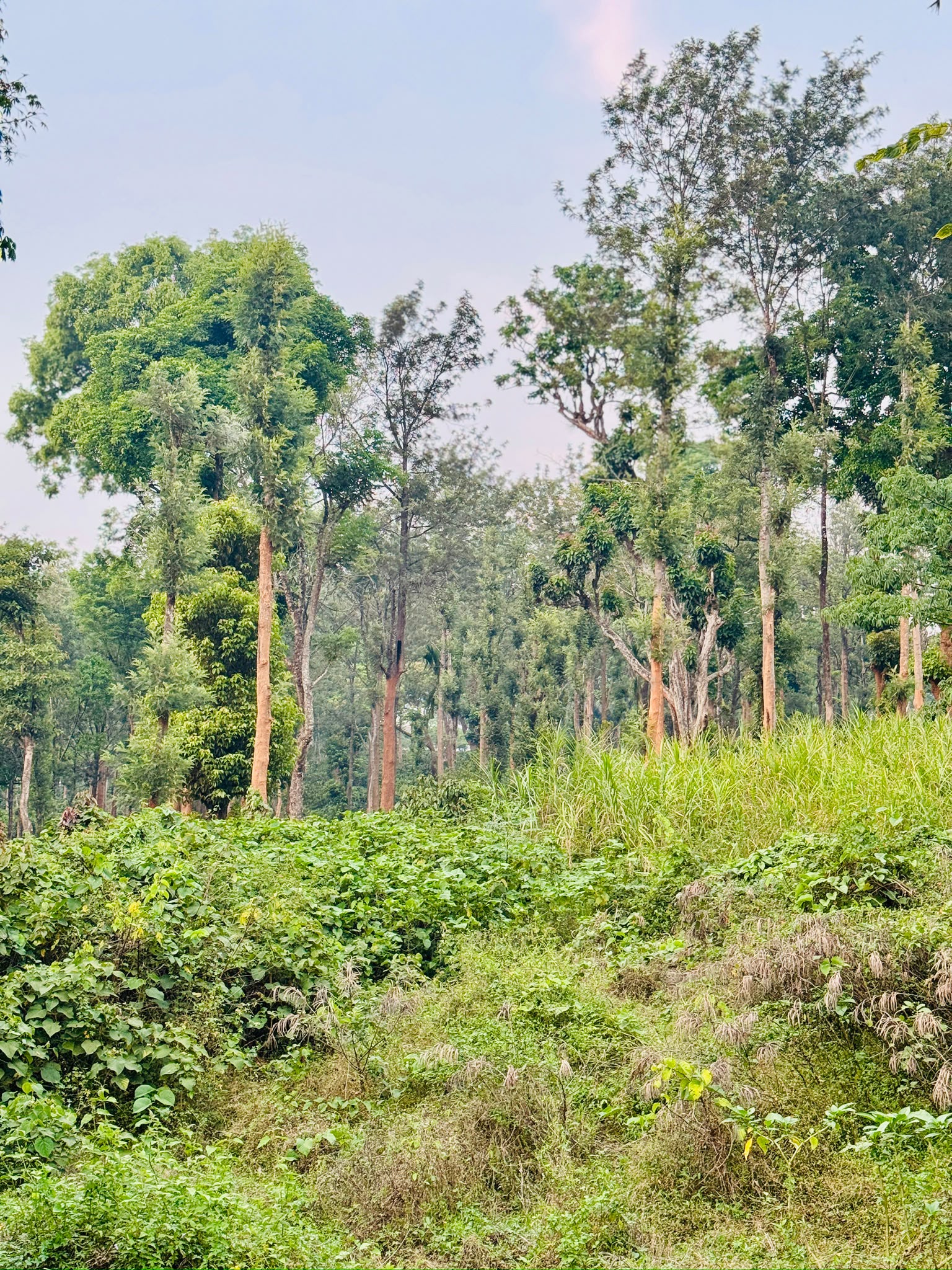 Coffee farm